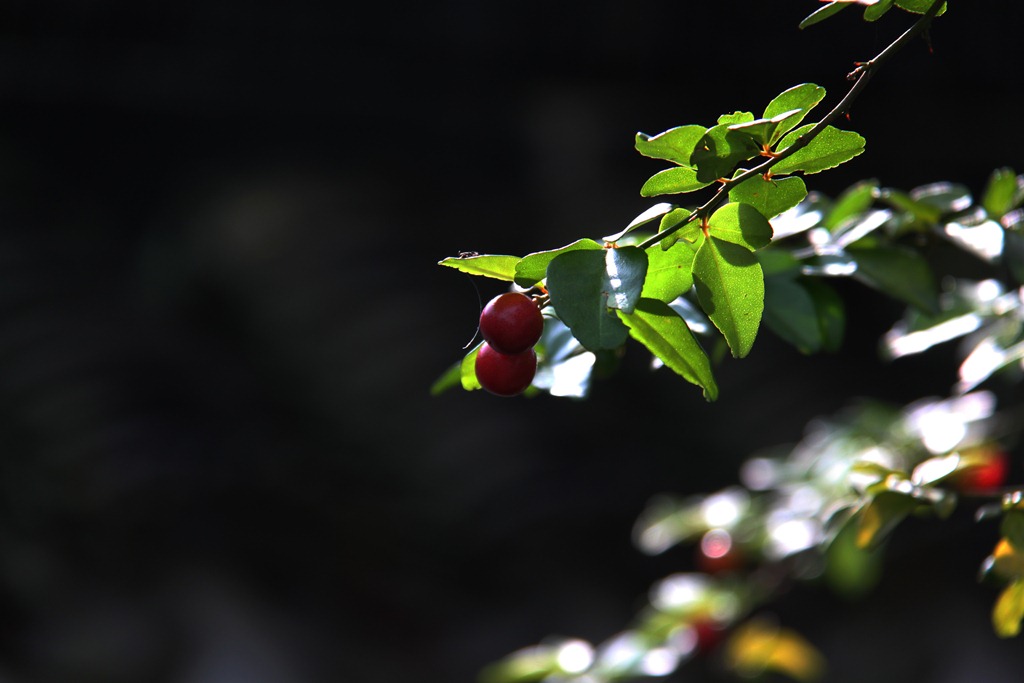 Red & Green