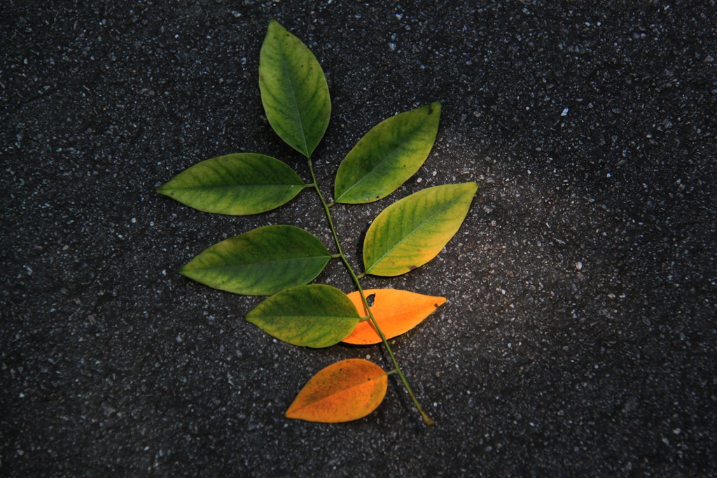 Green & Yellow Leaves